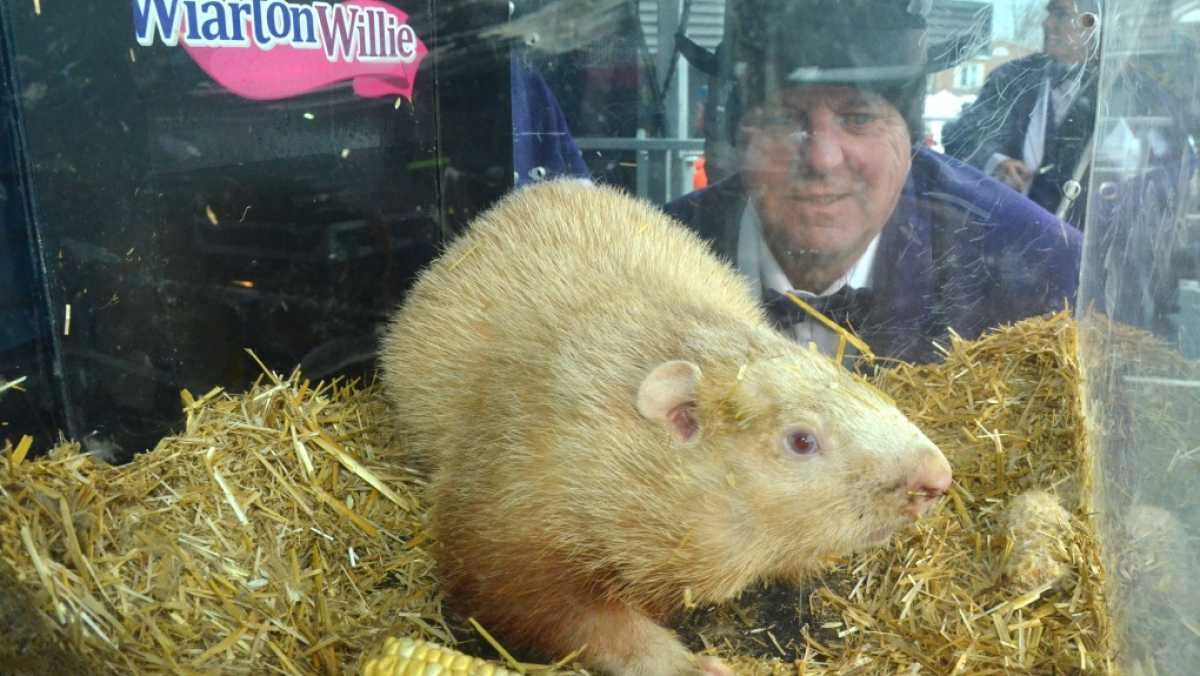 Wiarton Willie Predicts Early Spring, Joins Other Groundhogs In Weather Forecast