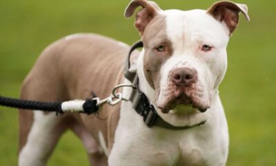 Woman Rescues Abandoned Xl Bully Dog And Raises Funds For Exemption Certificate