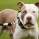 Woman Rescues Abandoned Xl Bully Dog And Raises Funds For Exemption Certificate