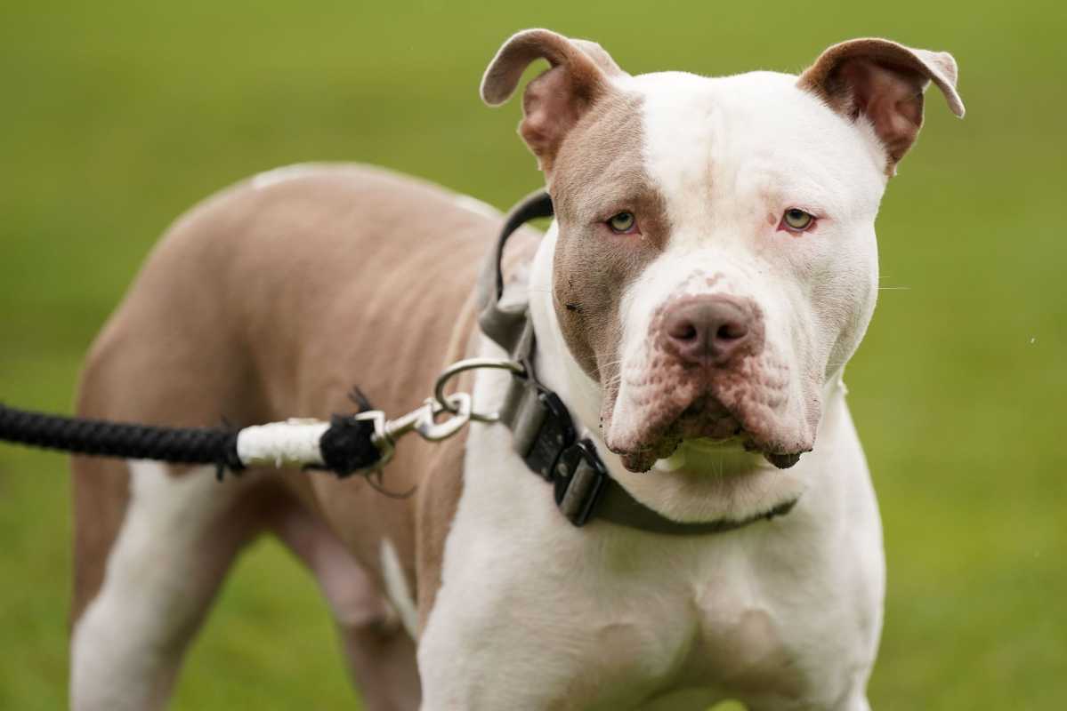 Woman Rescues Abandoned Xl Bully Dog And Raises Funds For Exemption Certificate