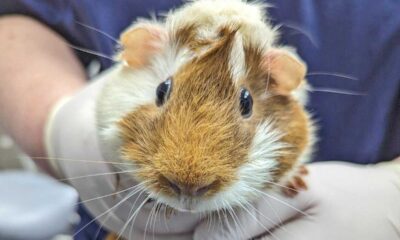 Abandoned Guinea Pig 'discopig' Found At London Tube Station Sparks Outrage