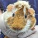 Abandoned Guinea Pig 'discopig' Found At London Tube Station Sparks Outrage