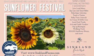 Albemarle County Fair Hosts Sunflower Growing Competition For Central Virginia Gardeners