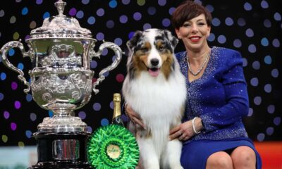 Australian Shepherd Viking Wins Best In Show At Crufts