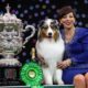 Australian Shepherd Viking Wins Best In Show At Crufts