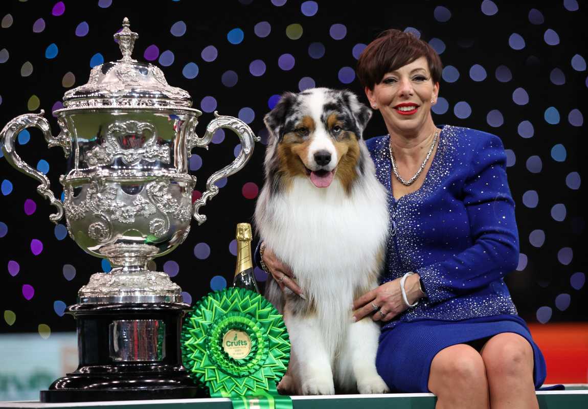 Australian Shepherd Viking Wins Best In Show At Crufts