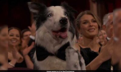 Canine Star Messi Steals The Show At The Oscars