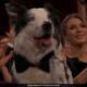 Canine Star Messi Steals The Show At The Oscars