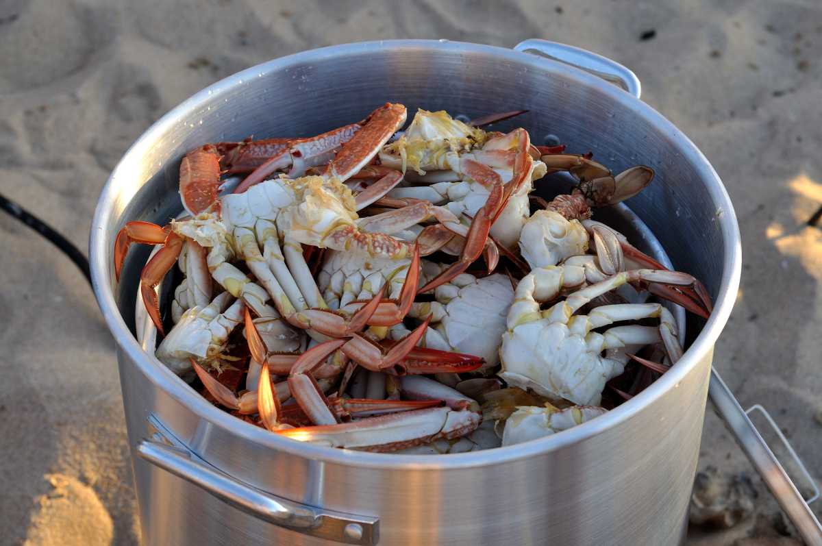 Celebrating Seafood Delights: Channel 7 Mandurah Crab Fest Draws Thousands To Coastal Town