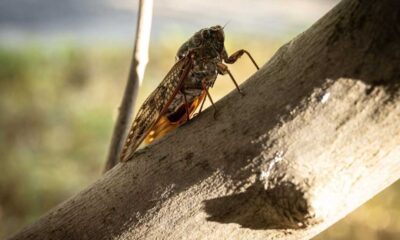 Cicadas' Powerful Urine Streams Set Insect World Record