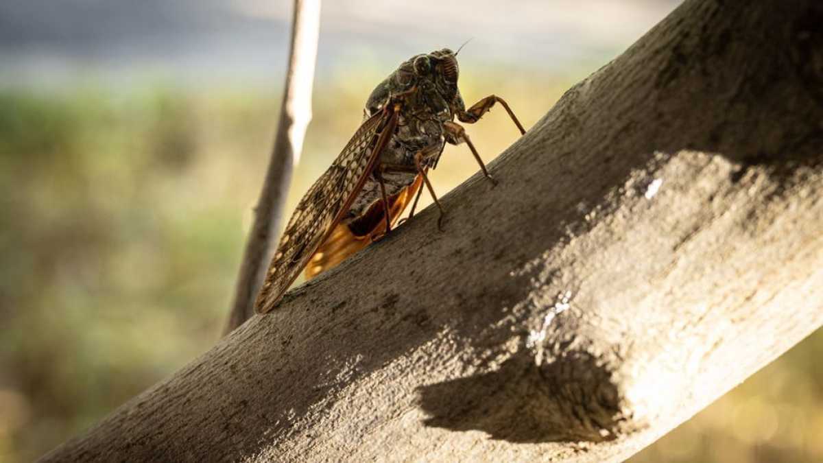 Cicadas' Powerful Urine Streams Set Insect World Record