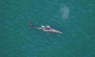 Climate Change Impact: Extinct Gray Whale Spotted Off New England Coast