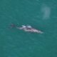 Climate Change Impact: Extinct Gray Whale Spotted Off New England Coast