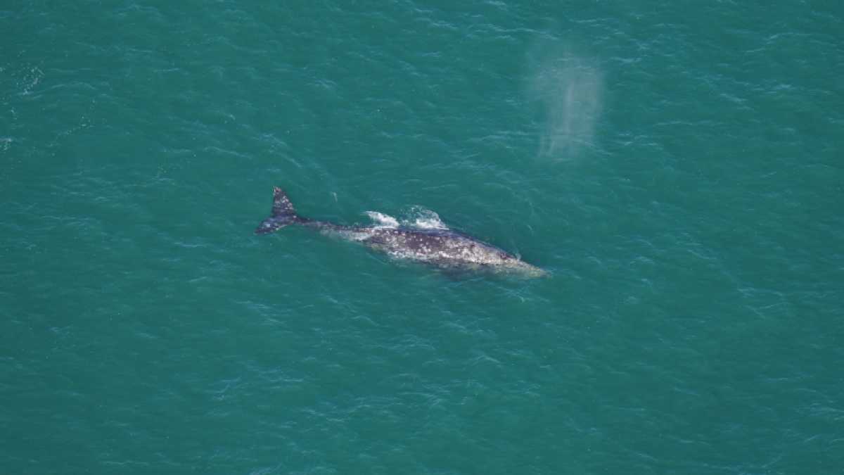 Climate Change Impact: Extinct Gray Whale Spotted Off New England Coast