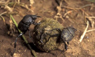 Dung Beetles Display Unprecedented Cooperation In Transporting Brood Balls, Study Finds