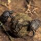 Dung Beetles Display Unprecedented Cooperation In Transporting Brood Balls, Study Finds