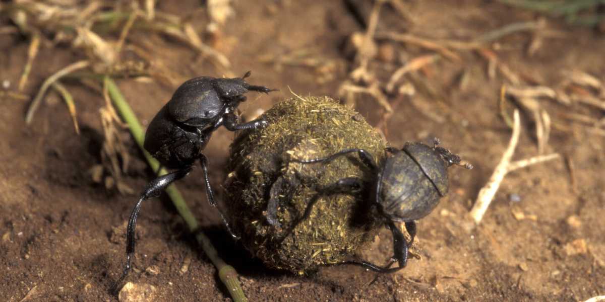 Dung Beetles Display Unprecedented Cooperation In Transporting Brood Balls, Study Finds