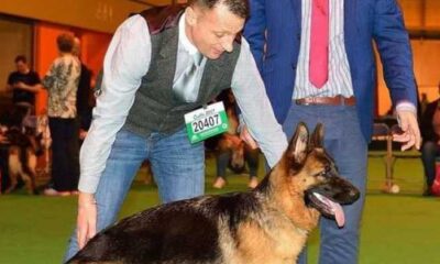 Formerly Abused Rescue Dogs Make History At Crufts Dog Show