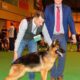 Formerly Abused Rescue Dogs Make History At Crufts Dog Show