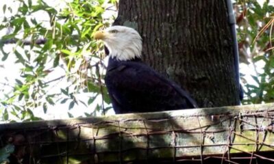 Georgia Southern University's Center For Wildlife Education: A Hidden Gem For Nature Enthusiasts