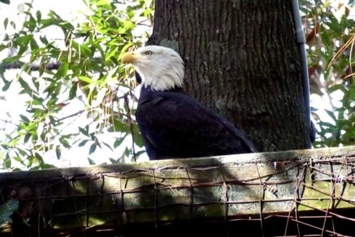 Georgia Southern University's Center For Wildlife Education: A Hidden Gem For Nature Enthusiasts