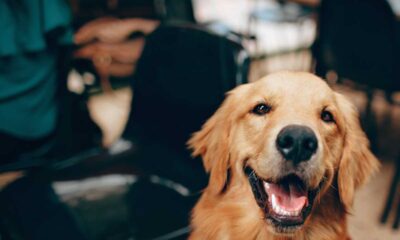 Heartwarming Moment Caught On Camera: Airport Worker Comforts Scared Dog On Tarmac