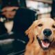 Heartwarming Moment Caught On Camera: Airport Worker Comforts Scared Dog On Tarmac