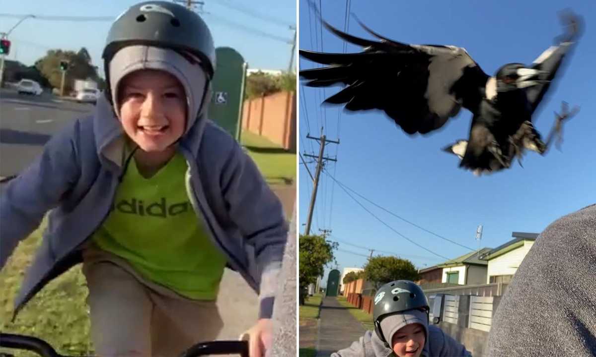 Instagram Famous Magpie Separated From Best Friend Sparks Outcry