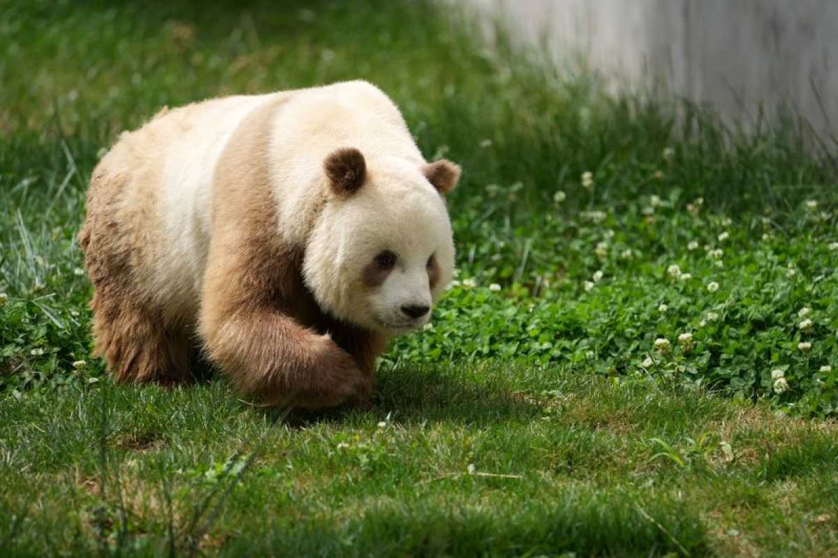 Rare Brown Pandas' Genetic Mystery Unraveled By Scientists