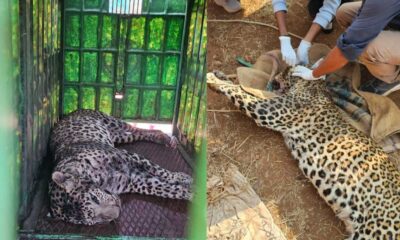 Tribal Farmer Battles Leopard To Save Calf In Surat