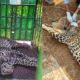 Tribal Farmer Battles Leopard To Save Calf In Surat