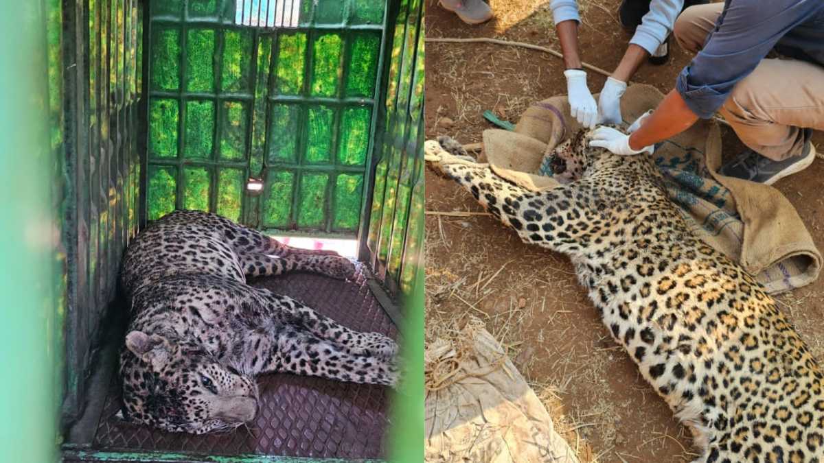 Tribal Farmer Battles Leopard To Save Calf In Surat