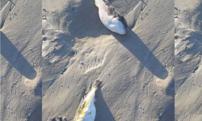 Warning Issued As Pufferfish Wash Up On Cape Town Beaches