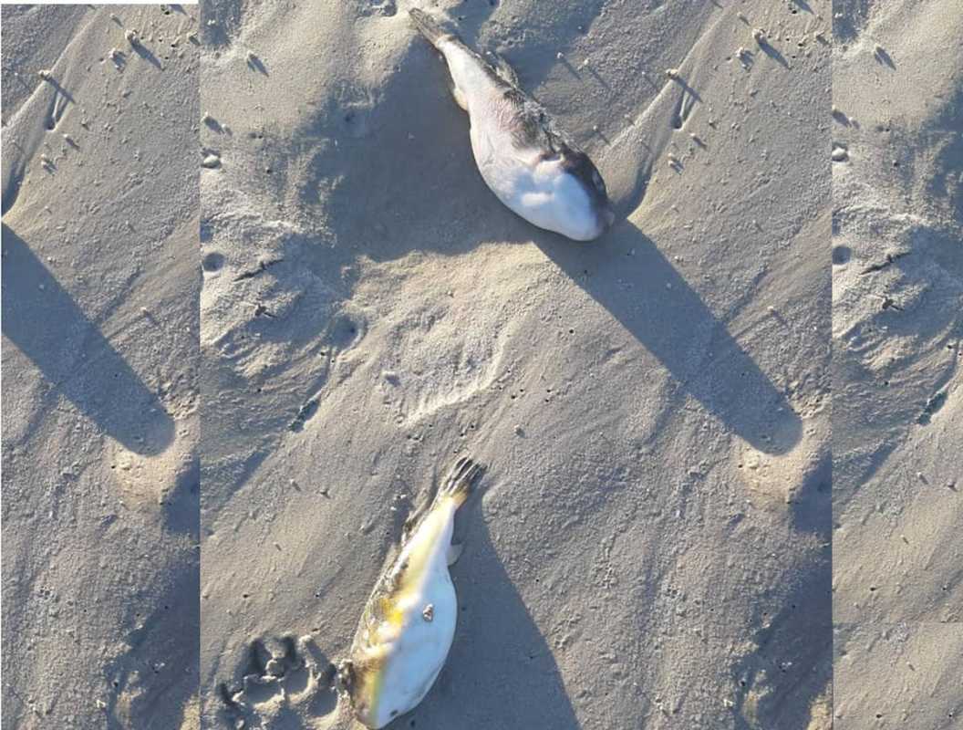 Warning Issued As Pufferfish Wash Up On Cape Town Beaches