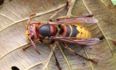 Asian Hornets Survive Uk Winter For The First Time: Concern Over Invasive Species Increase