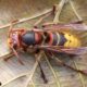 Asian Hornets Survive Uk Winter For The First Time: Concern Over Invasive Species Increase