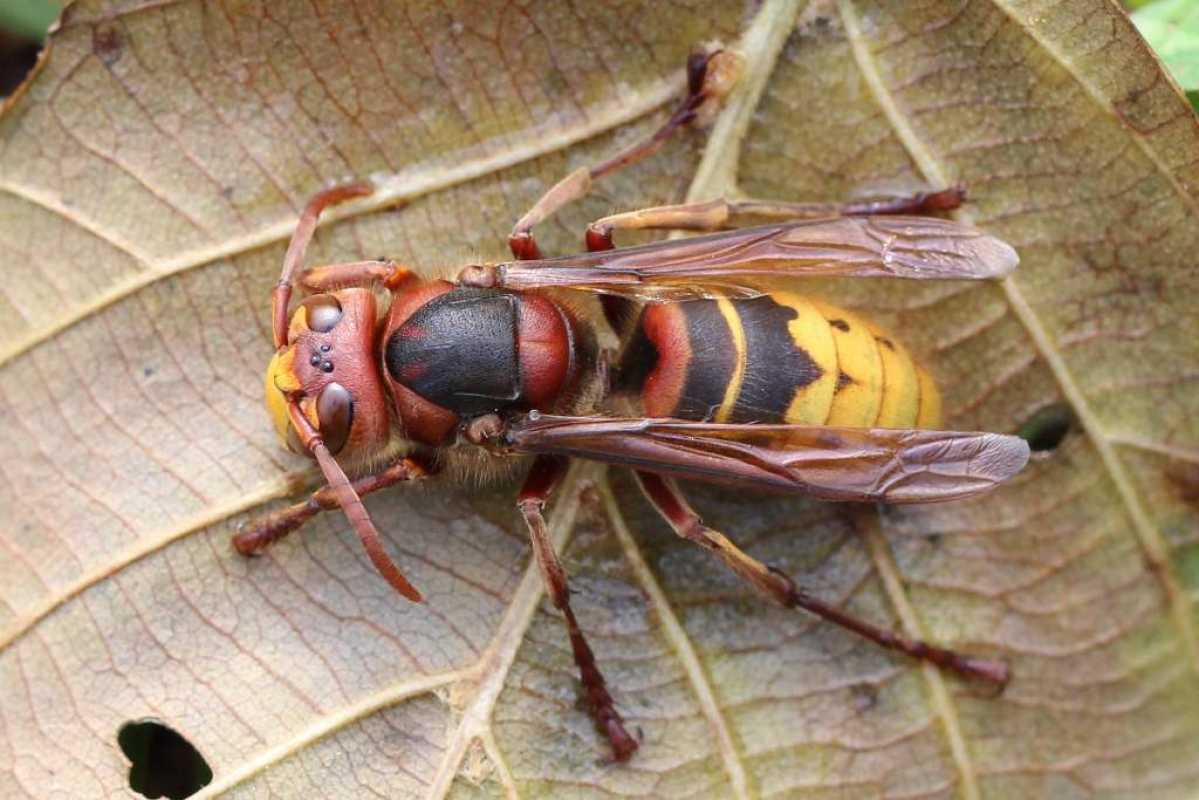 Asian Hornets Survive Uk Winter For The First Time: Concern Over Invasive Species Increase