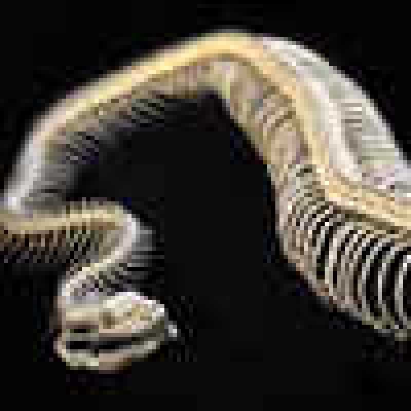 Giant Fossilized Snake Unearthed In India