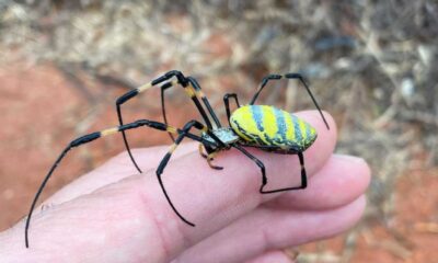 Invasive Joro Spiders Sighted In New York And Delaware, Experts Urge Calm