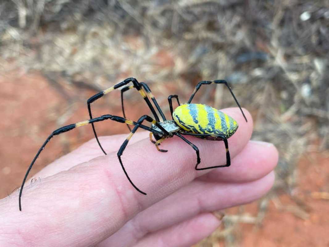 Invasive Joro Spiders Sighted In New York And Delaware, Experts Urge Calm