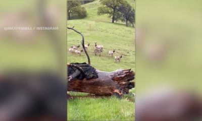 Missing California Donkey Found Living With Wild Elk After 5 Years