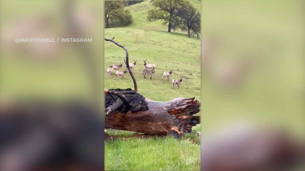 Missing California Donkey Found Living With Wild Elk After 5 Years