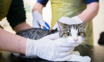 New Microchipping Legislation Affects Over 2 Million Cats In England