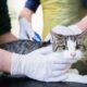 New Microchipping Legislation Affects Over 2 Million Cats In England