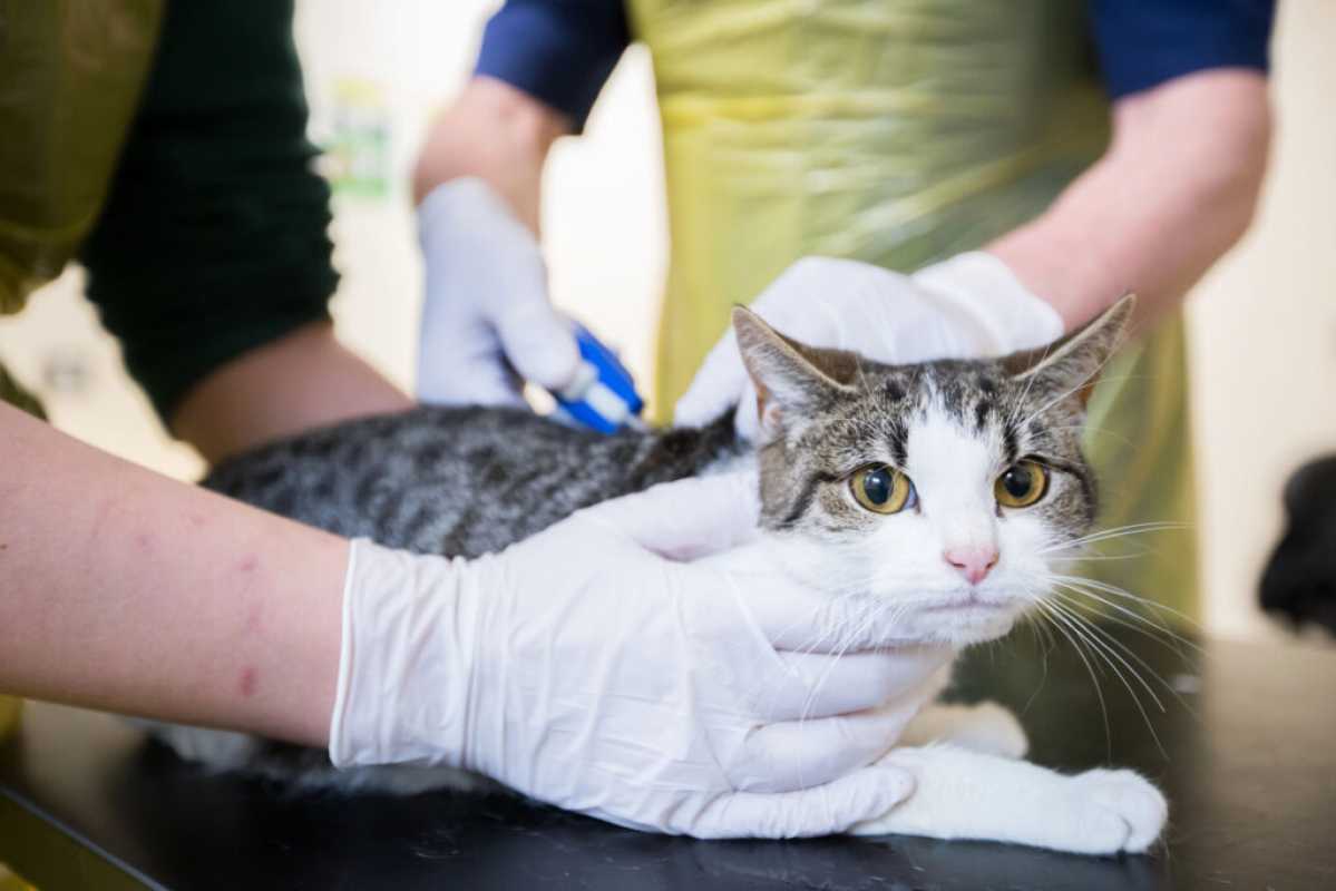 New Microchipping Legislation Affects Over 2 Million Cats In England