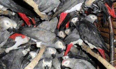 Undercover Investigation Reveals Underground Parrot Trade In Sulawesi