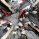 Undercover Investigation Reveals Underground Parrot Trade In Sulawesi