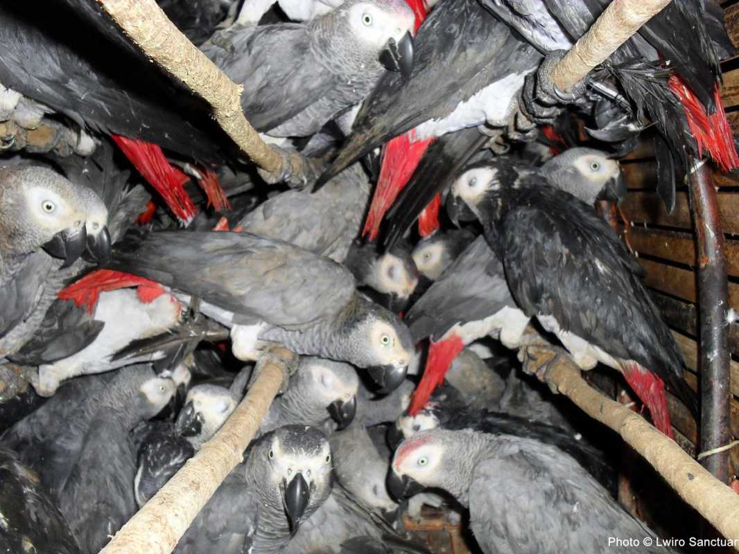 Undercover Investigation Reveals Underground Parrot Trade In Sulawesi