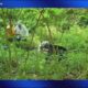 Volunteers Successfully Free Bear With Milk Can Stuck On Head In Tioga County Rescue Mission