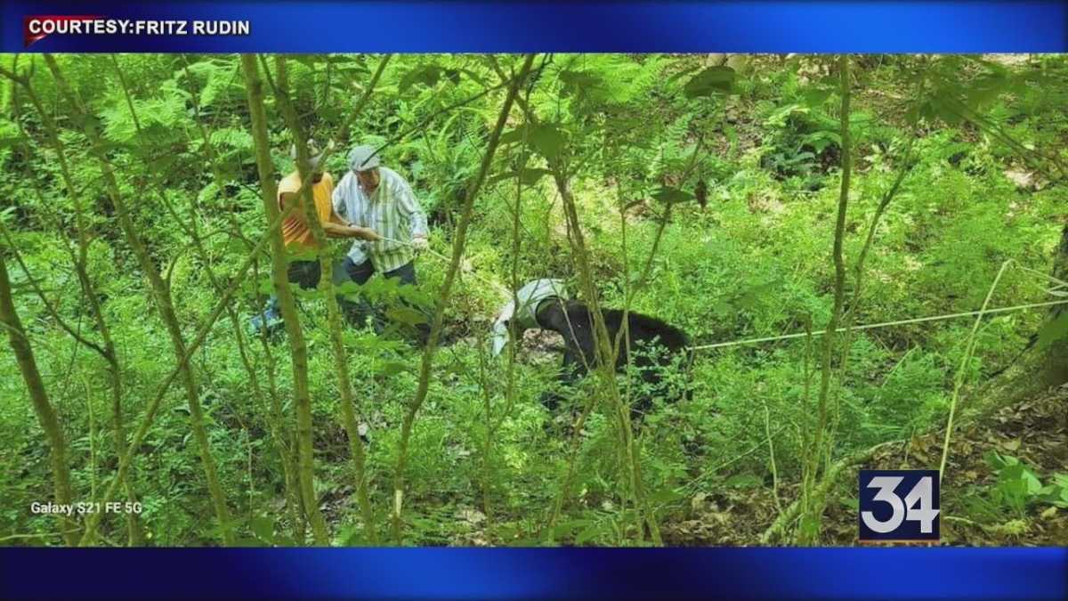 Volunteers Successfully Free Bear With Milk Can Stuck On Head In Tioga County Rescue Mission